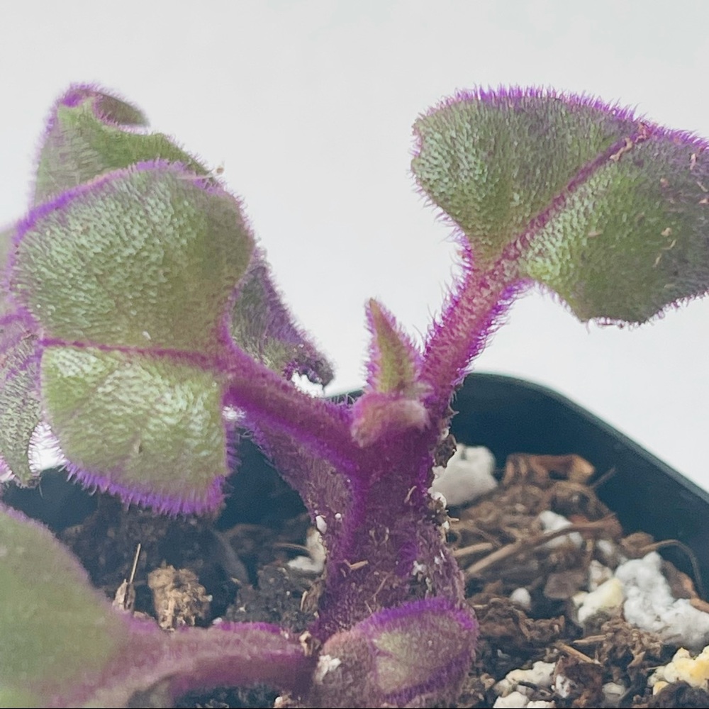 Live!!!  Purple Velvet Potted Plant - Picture 14 of 14